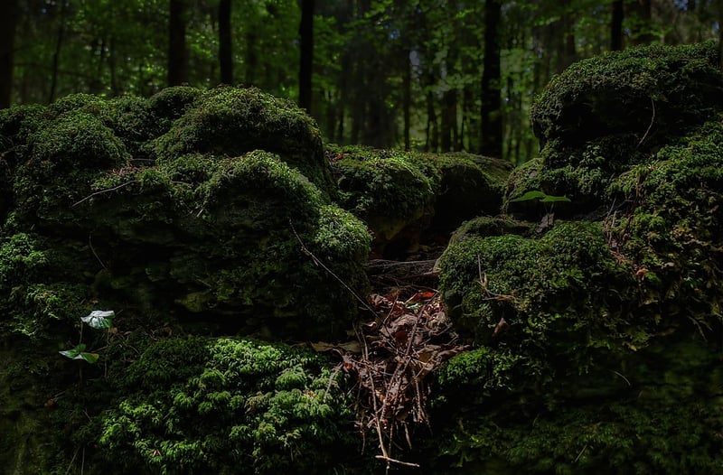 Fairytale Grove