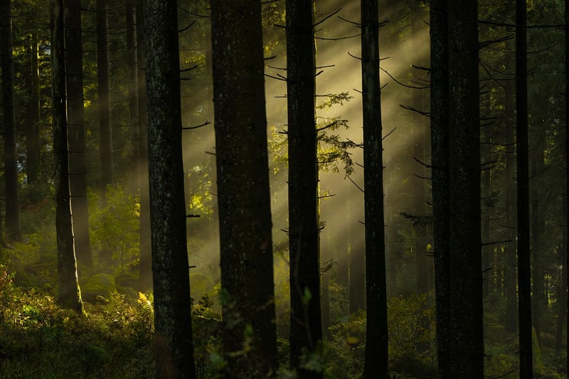 Mystical Woodland