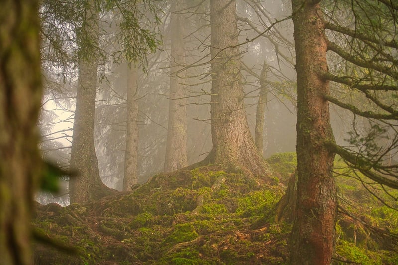 Mystical Woodland